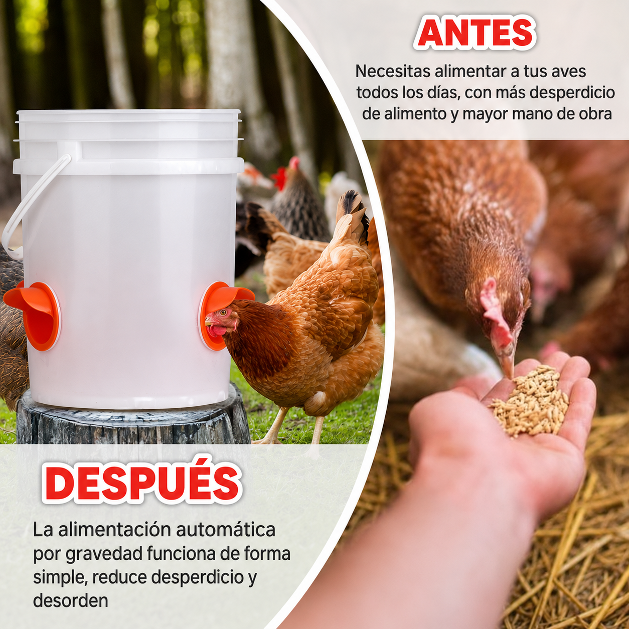 Comedero aves PACK x4 - Aves Más Saludables Huevos Más Grandes!