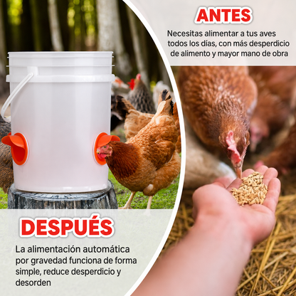 Comedero aves PACK x4 - Aves Más Saludables Huevos Más Grandes!